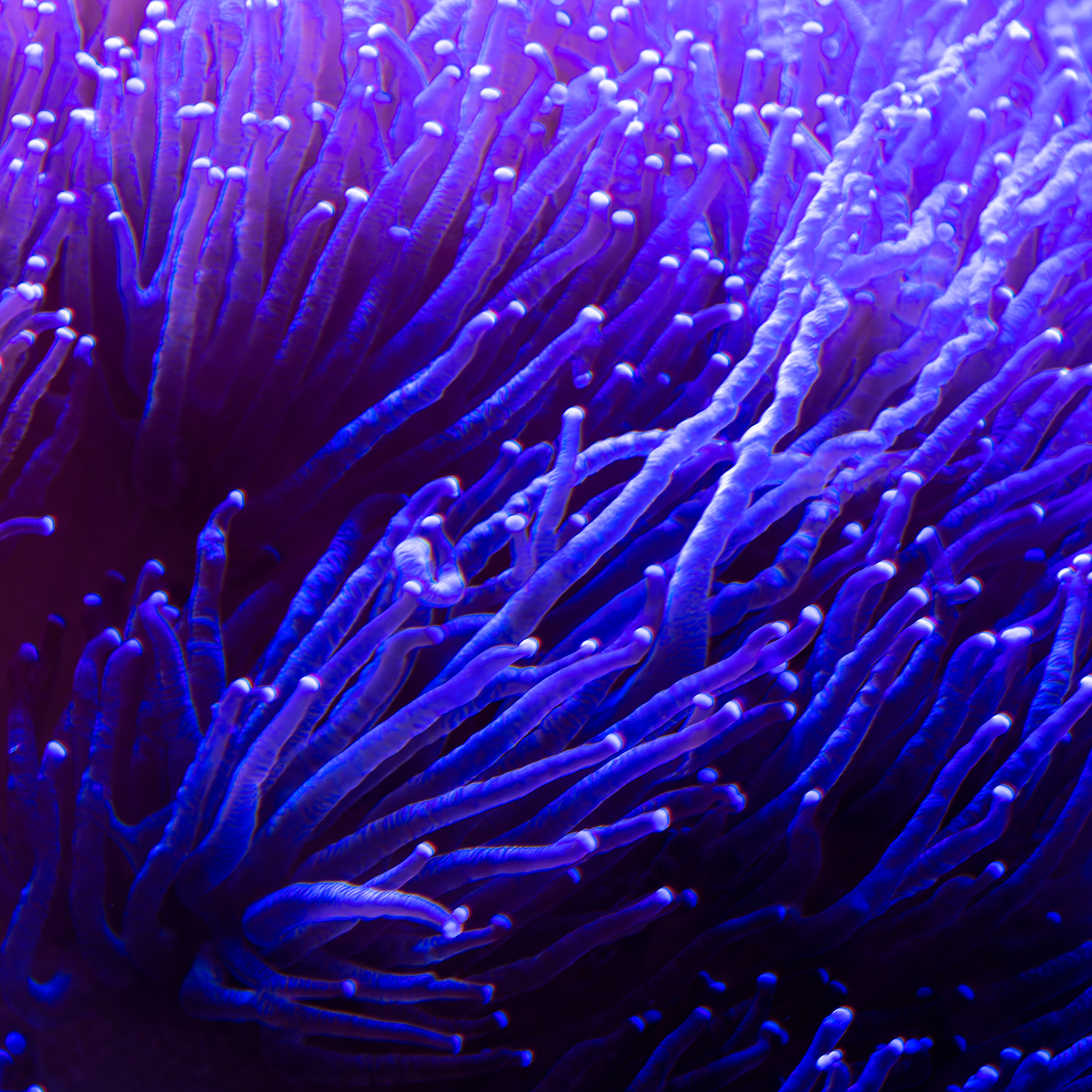 Blue and Pink Coral